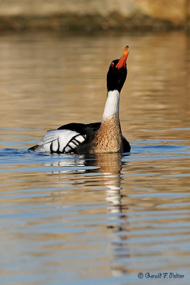  Red - breasted Merganser 6