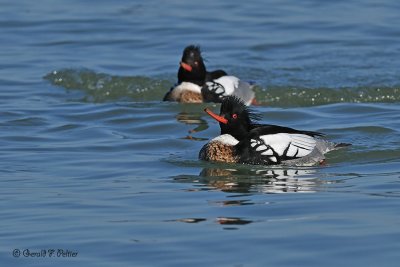  Red - breasted Mergansers 13