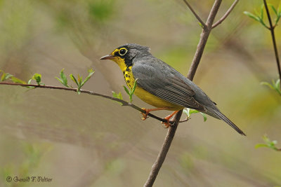  Canada Warbler 1