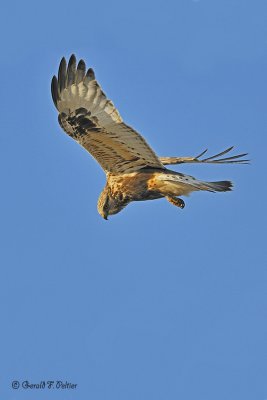  Rough - legged Hawk 8