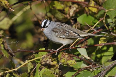  White - crowned Sparrow  1