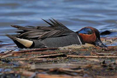  Green - winged Teal  1