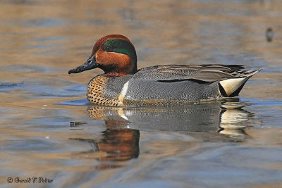  Green - winged Teal  2