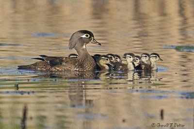  Wood Duck  3