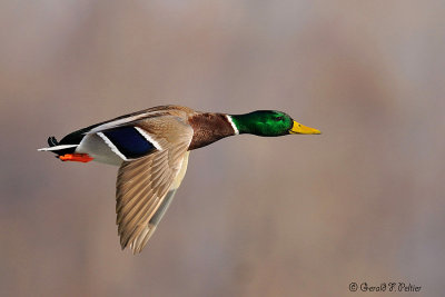  Mallard  11