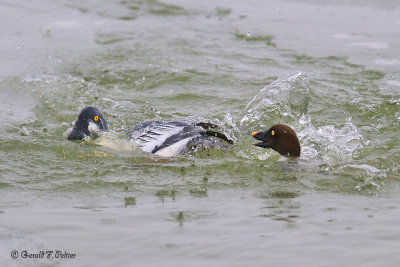  Common Goldeneyes  5