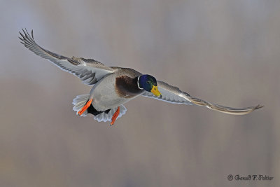  Mallard  14