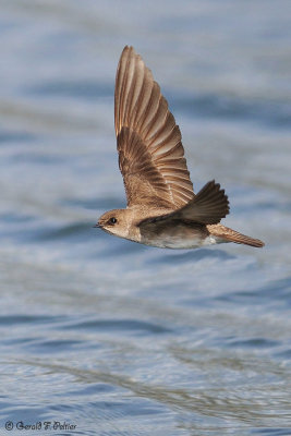  Northern Rough - winged Swallow  1 