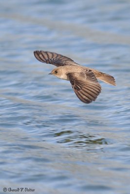  Northern Rough - winged Swallow  2 