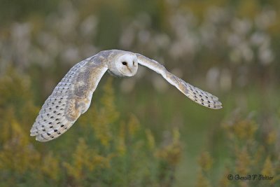  Barn Owl  6  ( captive )