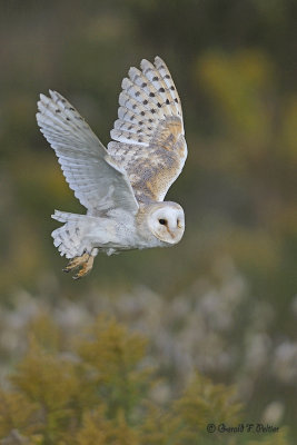  Barn Owl  8  ( captive )