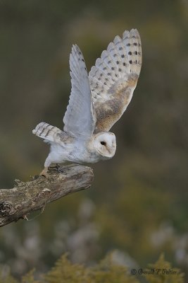  Barn Owl  9  ( captive )