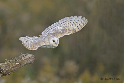  Barn Owl  10  ( captive )