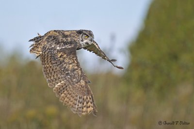  Great Horned Owl  13  ( captive )