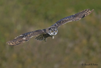  Great Horned Owl  14  ( captive )