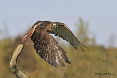   Red - tailed Hawk  11  ( captive )