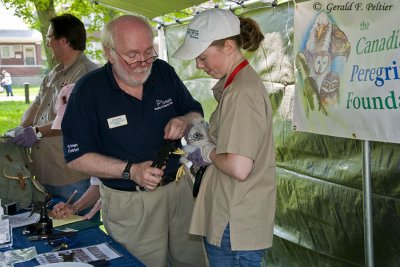 Peregrine Falcon , banding  May 27 '10