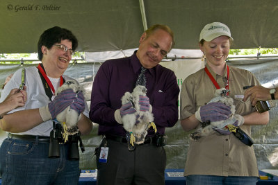 Peregrine Falcon , banding  May 27 '10
