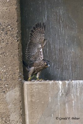 Peregrine Falcon