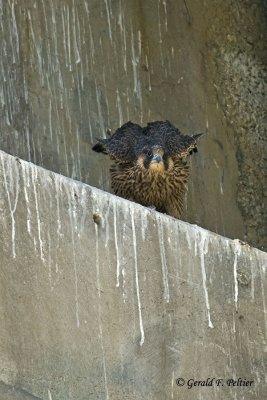 Peregrine Falcon