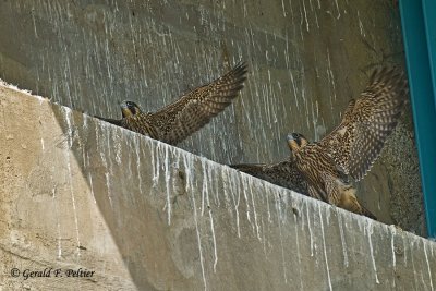Peregrine Falcons
