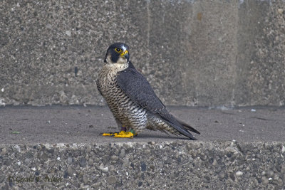 Peregrine Falcon