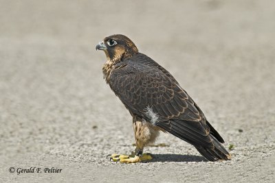 Peregrine Falcon
