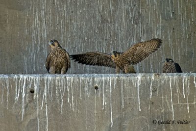 Peregrine Falcons
