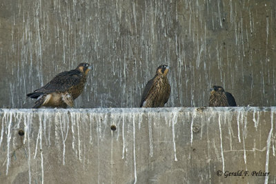 Peregrine Falcons