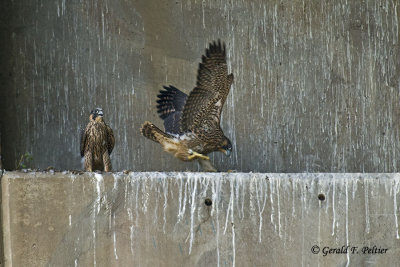 Peregrine Falcons
