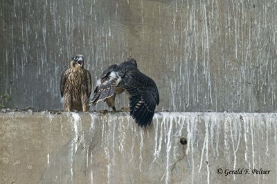 Peregrine Falcons