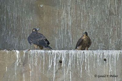 Peregrine Falcons