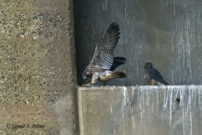 Peregrine Falcons