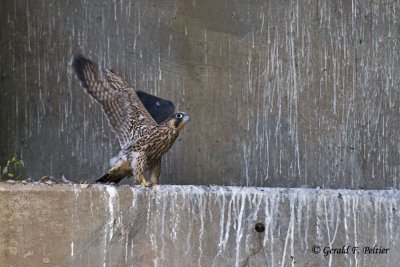  Peregrine Falcon   
