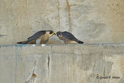 Peregrine Falcons
