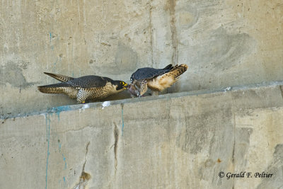 Peregrine Falcons