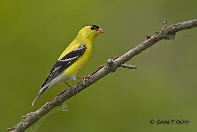   American Goldfinch   2