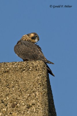   Peregrine Falcon 