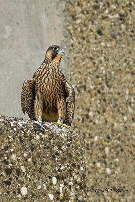   Peregrine Falcon 