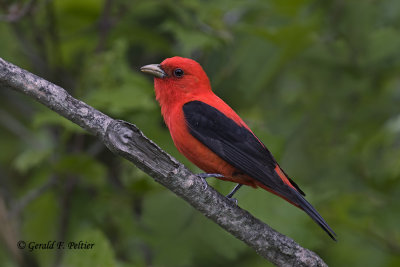   Scarlet Tanager   1