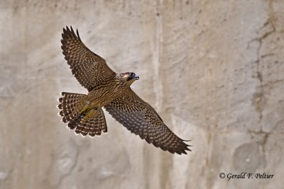   Peregrine Falcon 