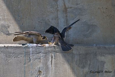  Peregrine Falcon 