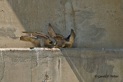 Peregrine Falcon 