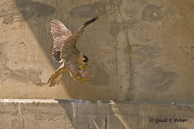   Peregrine Falcon 