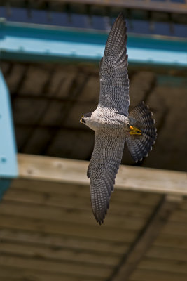  Peregrine Falcon   
