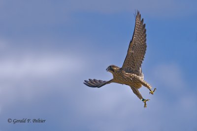  Peregrine Falcon 