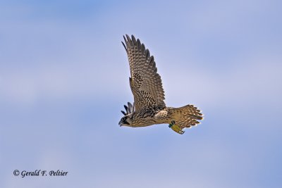   Peregrine Falcon 