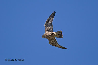   Peregrine Falcon 