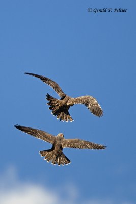   Peregrine Falcon 