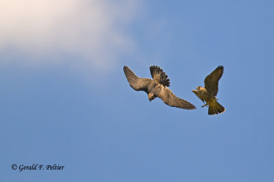   Peregrine Falcon 